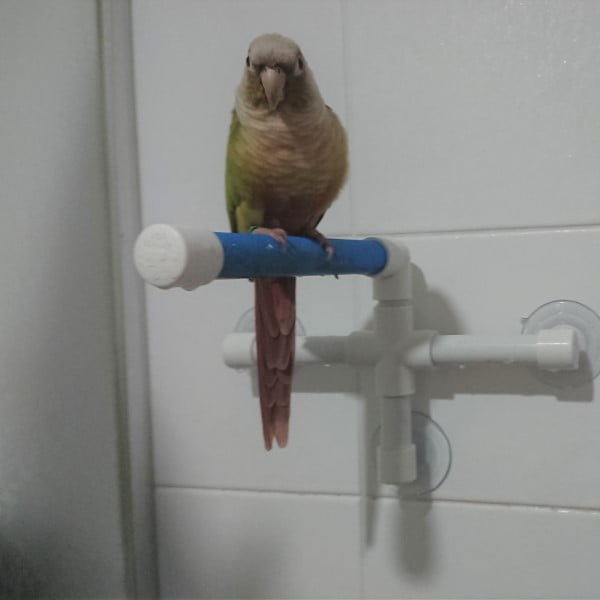 shower perch for bird