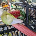 Boo with Bottle Brush pegged to cage bars